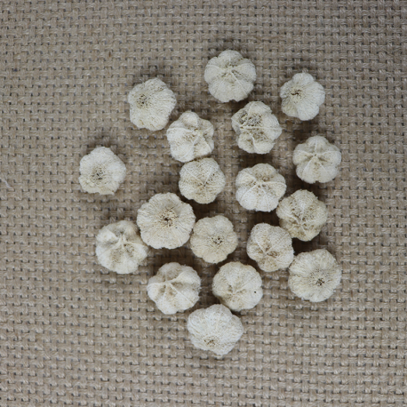 Mini gebleekte pompoentjes wit 