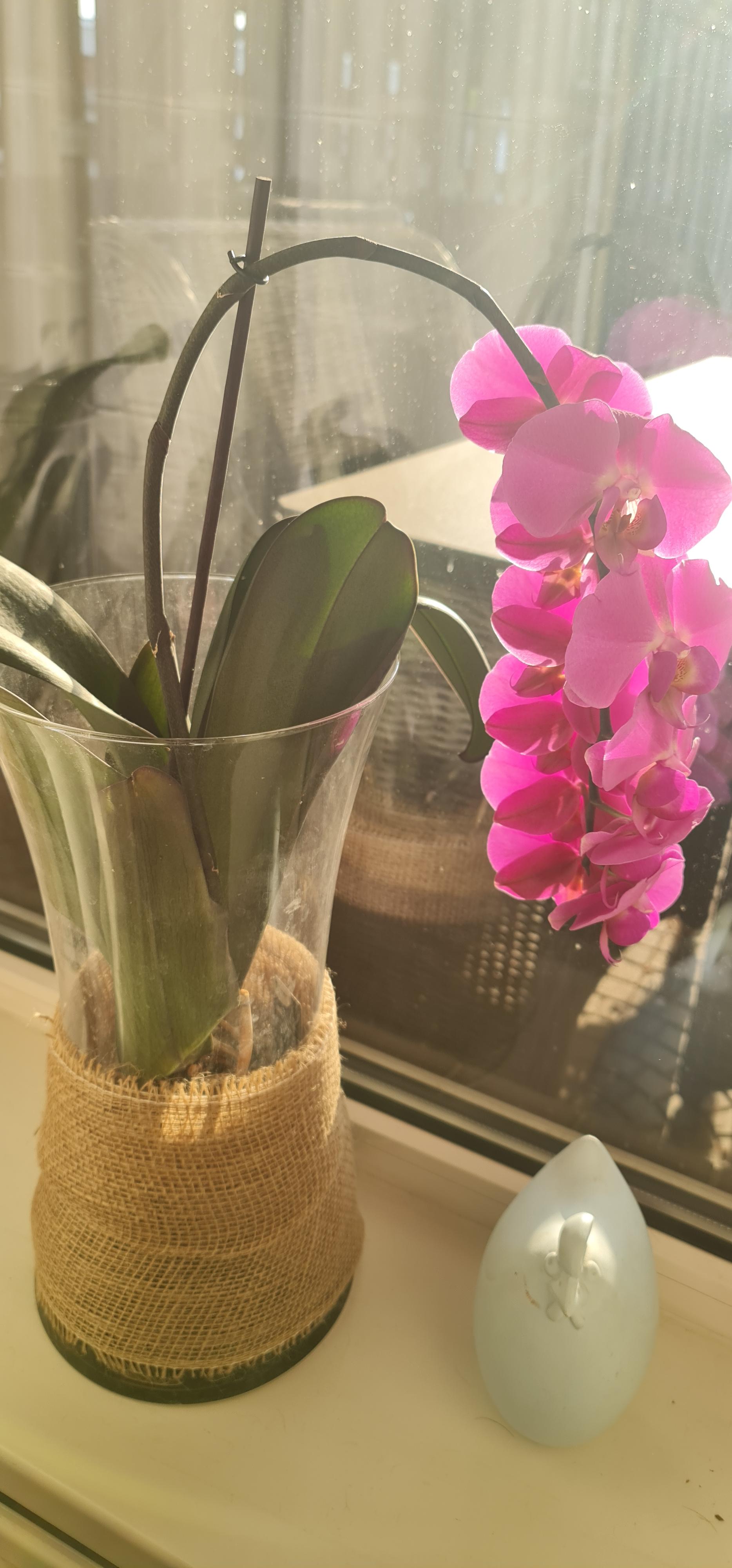 Jute band voor boombescherming op rol gebruik: Om de glazen potten voor mijn orchideeën 
